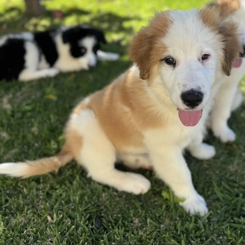 Finnegan thumbnail 6