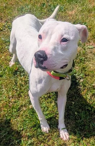 An adult medium-sized female Pit Bull Terrier dog named Pearl for adoption in Akron, OH