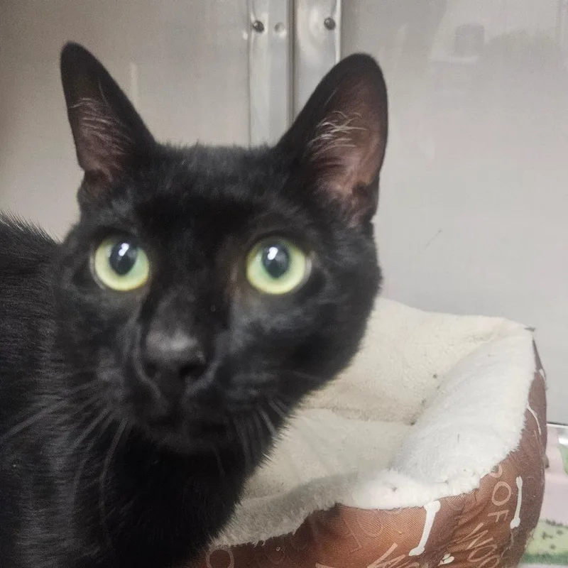 An adult small-sized male Black Domestic Short Hair cat named Rhyse for adoption in Grantsville, UT