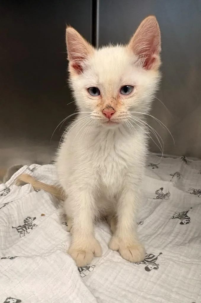 A baby large-sized male Extra-Toes Cat / Hemingway Polydactyl cat named Woodstock for adoption in Detroit, MI