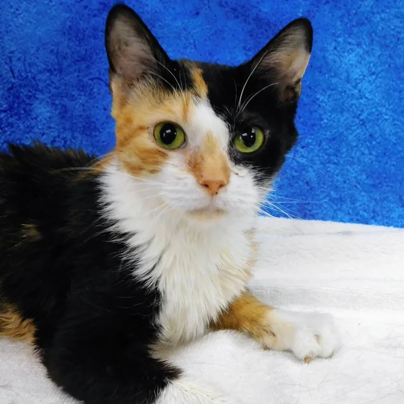 A senior medium-sized female Black Domestic Short Hair cat named Lila for adoption in Canton, IL