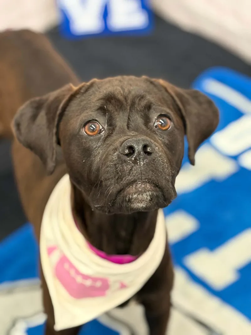 A baby medium-sized female Boxer dog named Darcy for adoption in Oxford, MI