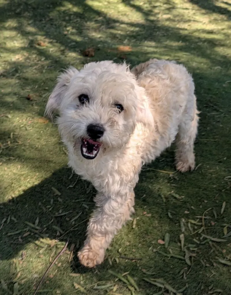 A young small-sized male Poodle dog named Smee for adoption in San Diego, CA