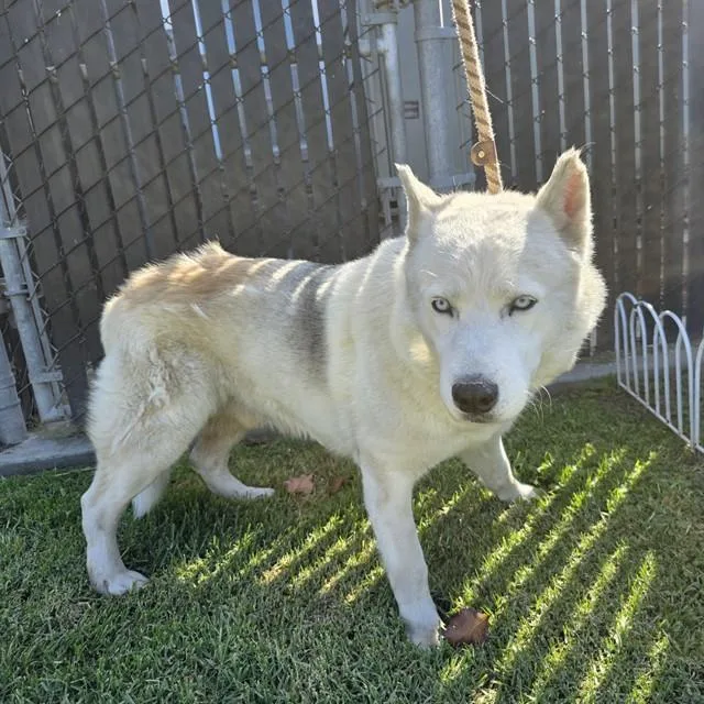 An adult medium-sized male Husky dog named Gunderson for adoption in Long Beach, CA