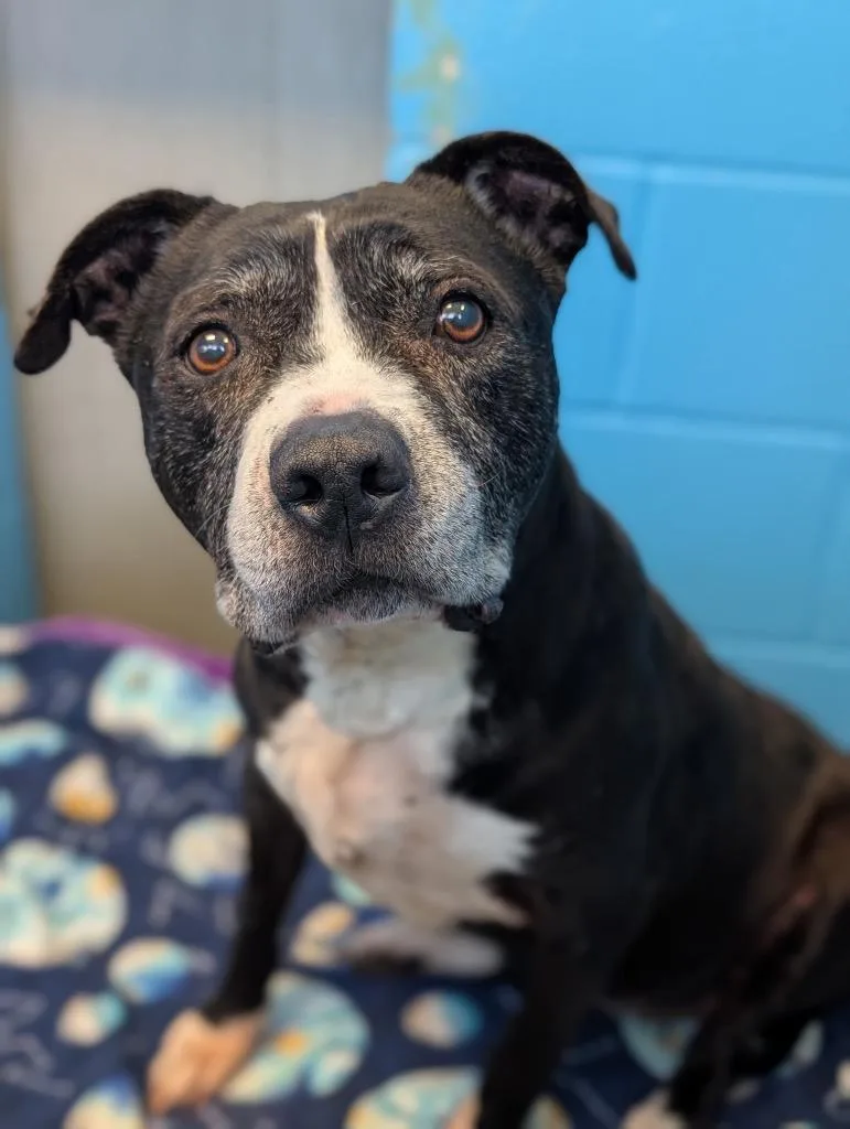 A senior large-sized male Pit Bull Terrier dog named Slim Jim for adoption in Defiance, OH
