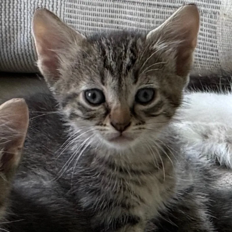 A baby small-sized male Domestic Short Hair cat named Lars for adoption in Evansville, IN