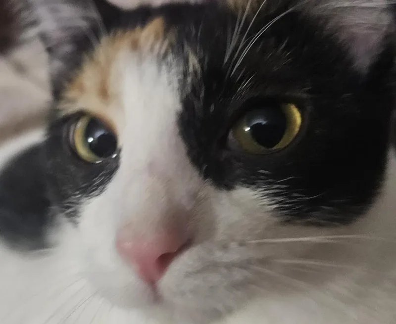 Dixie Rose thumbnail 2
