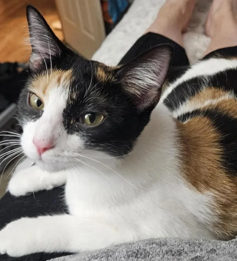A baby medium-sized female Calico Domestic Short Hair cat named Dixie Rose for adoption in Cincinnati, OH