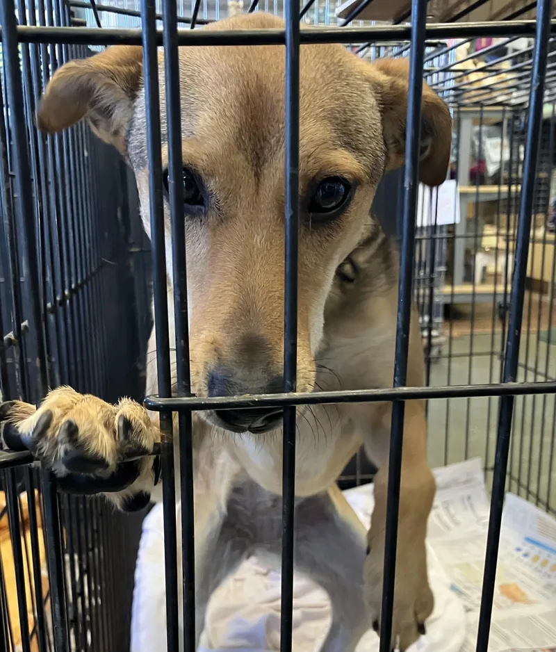 A young medium-sized female Mountain Cur dog named Jackie o for adoption in Parma, OH