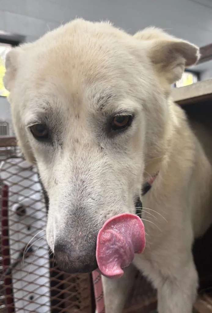 An adult large-sized male German Shepherd Dog dog named Diego for adoption in Henderson, NC