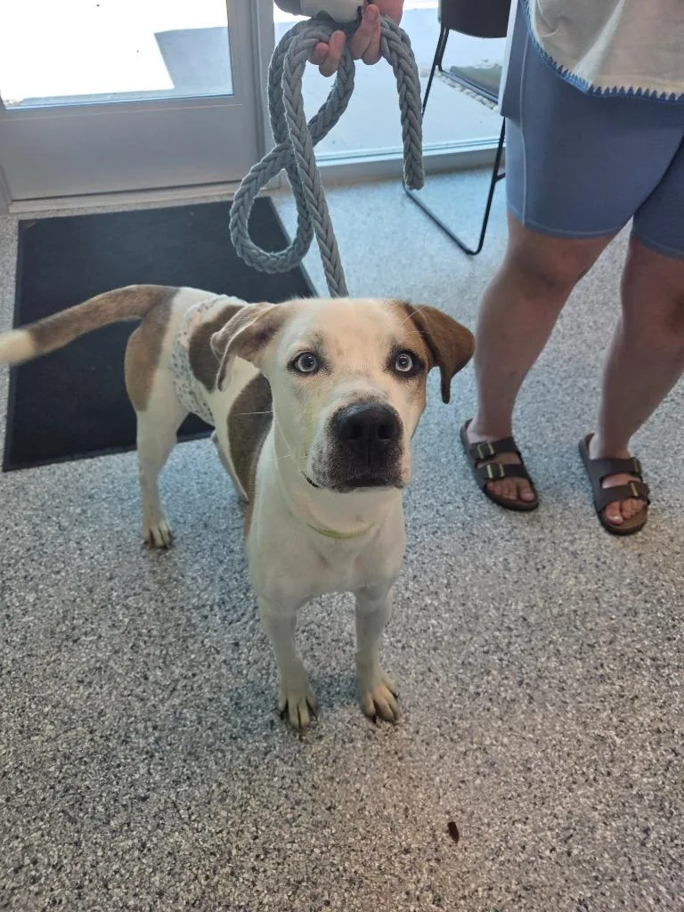 A young medium-sized male Terrier dog named Buddy for adoption in Athens, TN