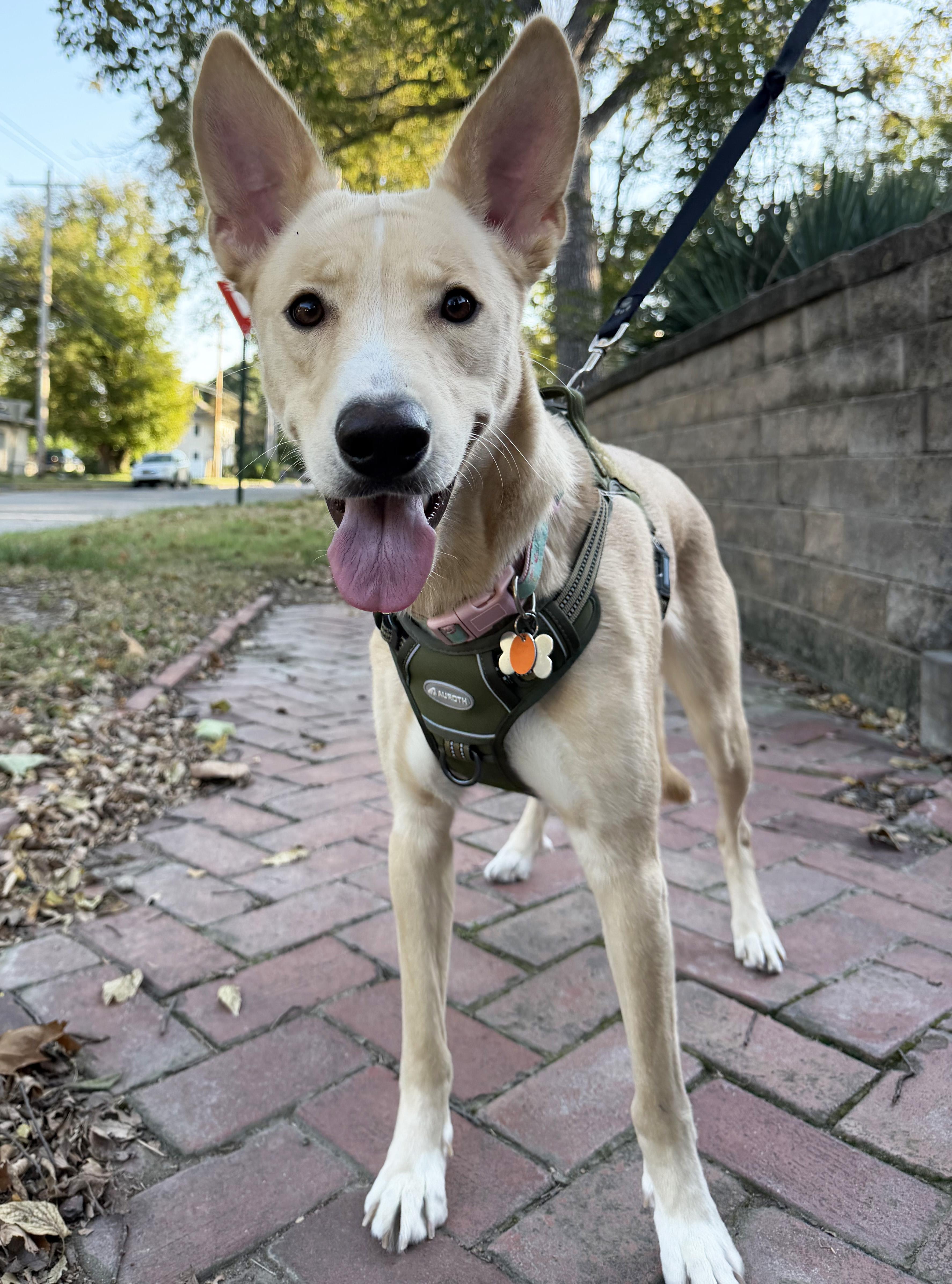 A young large-sized female Shepherd dog named Rosรฉ for adoption in Manhattan, KS