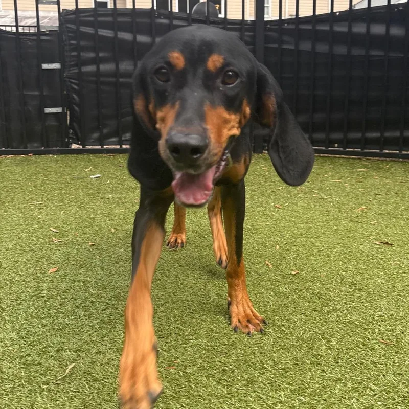 An adult medium-sized female Black and Tan Coonhound dog named Jeanie for adoption in Charlottesville, VA