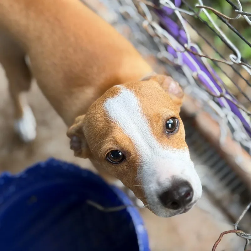 A baby small-sized male Chihuahua dog named Tazz for adoption in Lake Jackson, TX