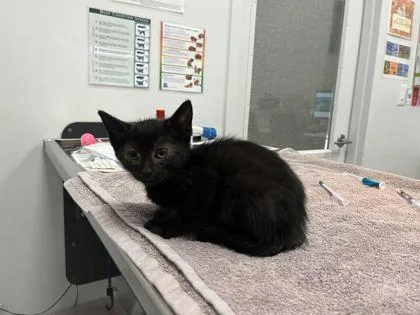 A baby small-sized female Black Domestic Short Hair cat named Lala for adoption in Kansas City, MO