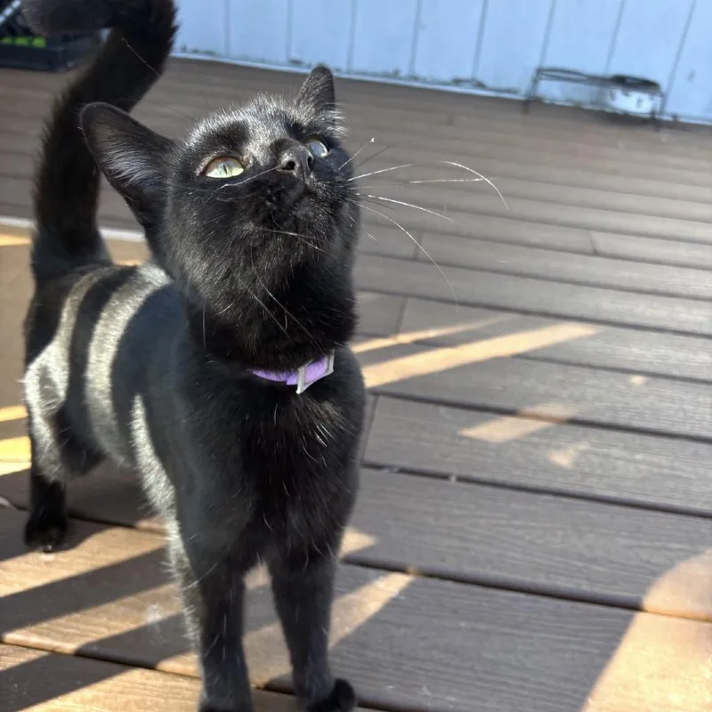 A young medium-sized female Black Domestic Short Hair cat named Vegas for adoption in Freeport, FL
