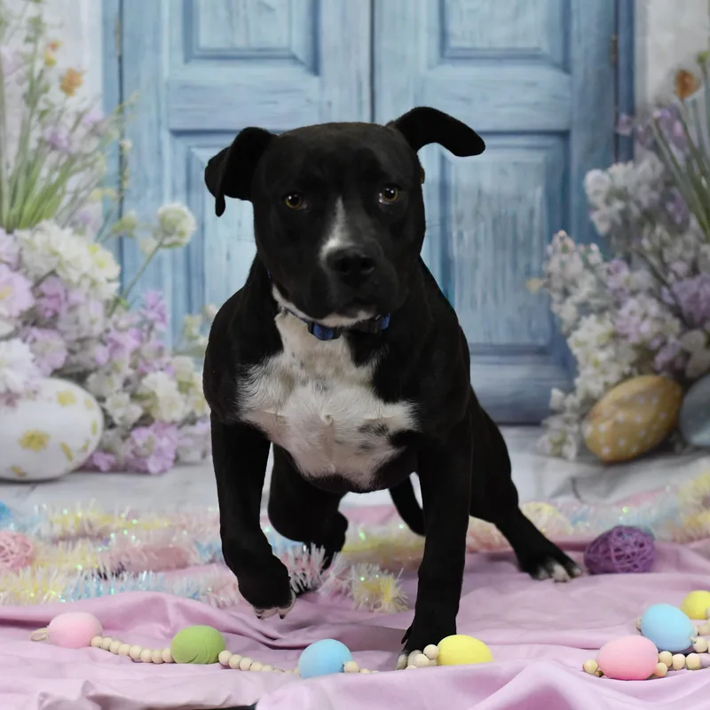 Nocturna thumbnail 2