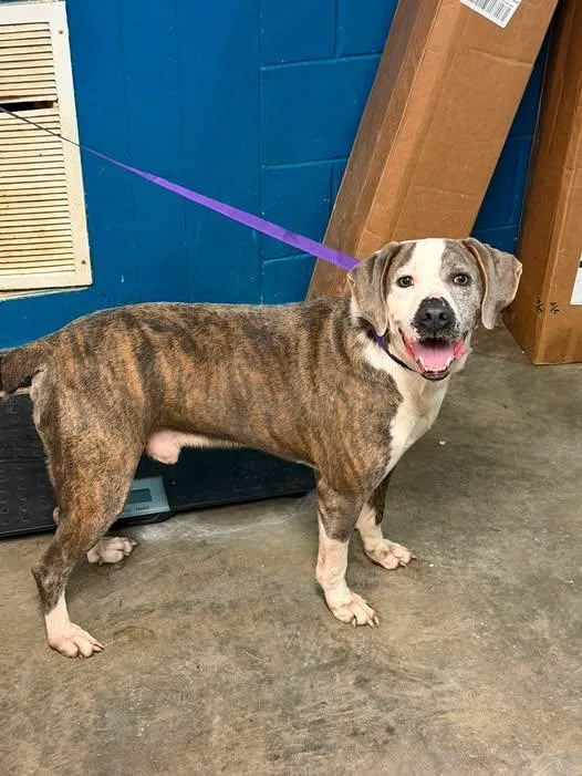 A young medium-sized male Pit Bull Terrier dog named Kimber for adoption in Ozark, AL