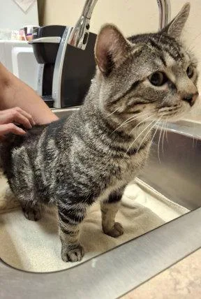 An adult medium-sized male Tabby cat named Arlo for adoption in Mountain View, AR