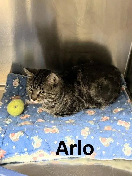 Arlo thumbnail 2