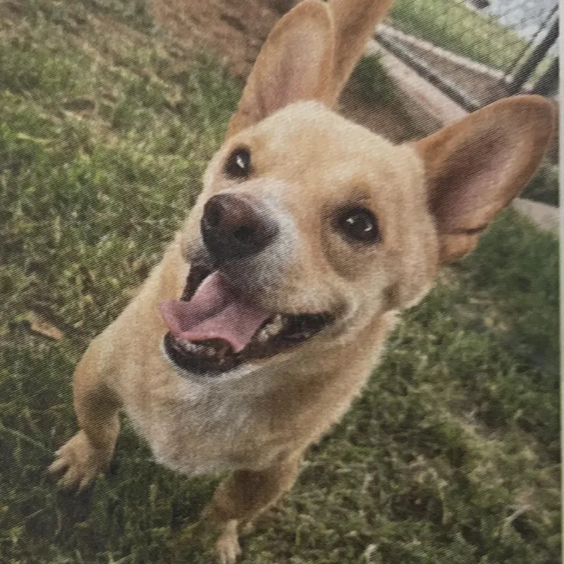 An adult small-sized male Yellow / Tan / Blond / Fawn American Eskimo Dog dog named Jake for adoption in Spokane, WA