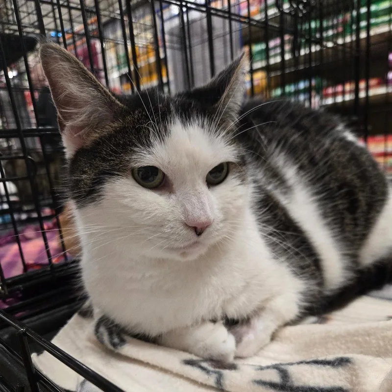 An adult medium-sized female Black & White / Tuxedo Domestic Short Hair cat named Jasmine for adoption in Norwood, OH