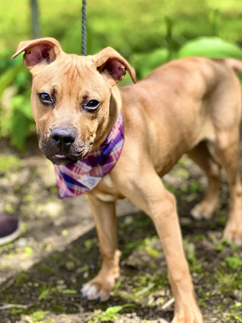 A baby medium-sized male Yellow / Tan / Blond / Fawn Boxer dog named Toto for adoption in Brunswick, ME