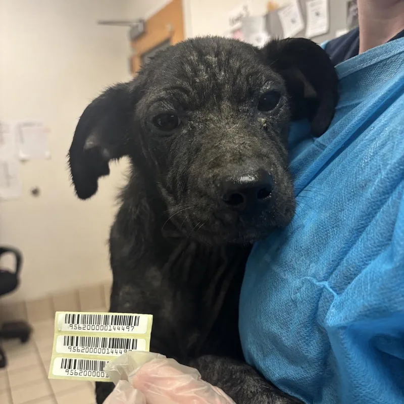 A baby small-sized male Black Mixed Breed dog named Pork Pie for adoption in Charleston, WV