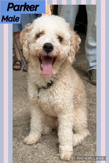 An adult small-sized male Miniature Poodle dog named Parker for adoption in Manchester, CT