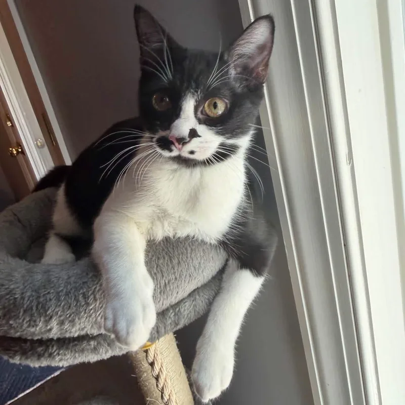 Evie