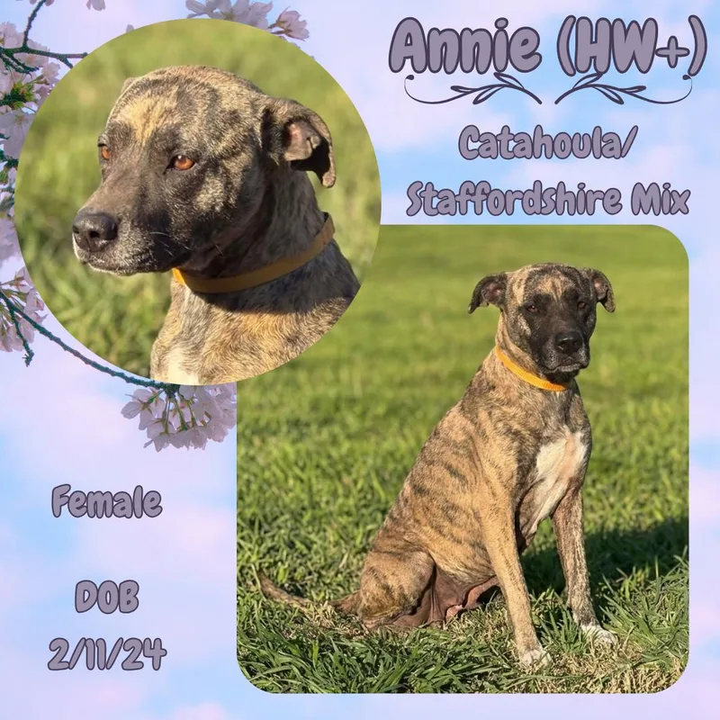 An adult medium-sized female Brindle American Staffordshire Terrier dog named Annie for adoption in Caldwell, TX