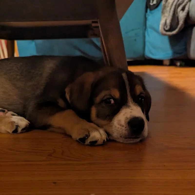A baby small-sized male Brown / Chocolate Mixed Breed dog named Calcifer for adoption in Buffalo, MN