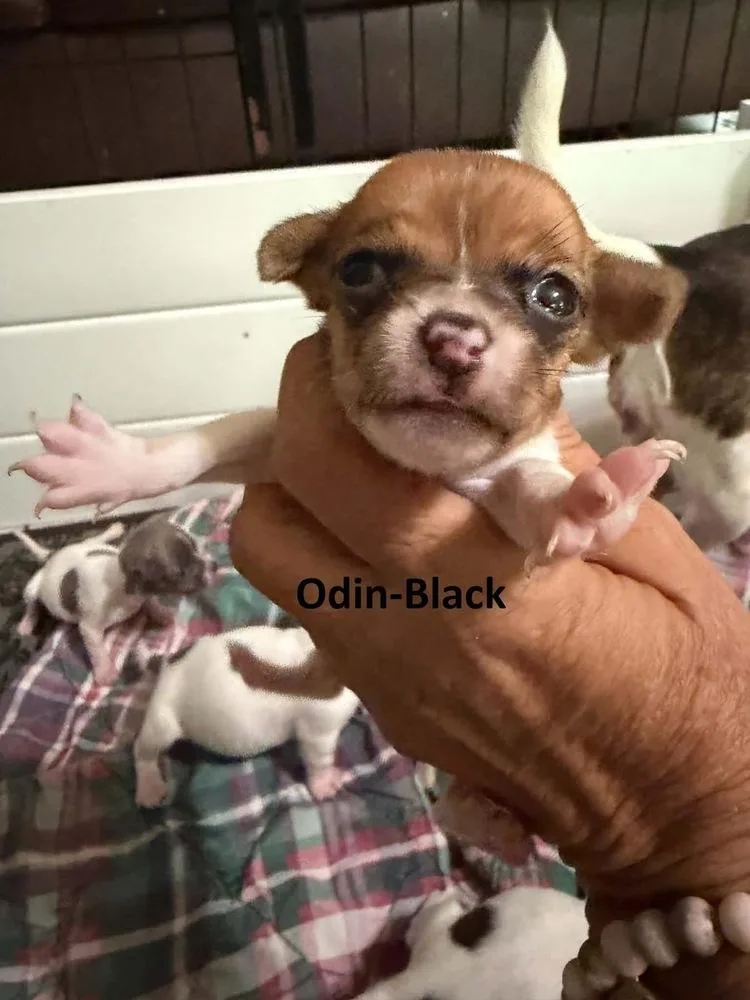 Odin thumbnail 2