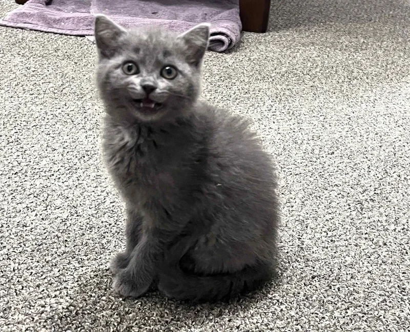 A baby small-sized female American Shorthair cat named Stella for adoption in Pittsboro, NC