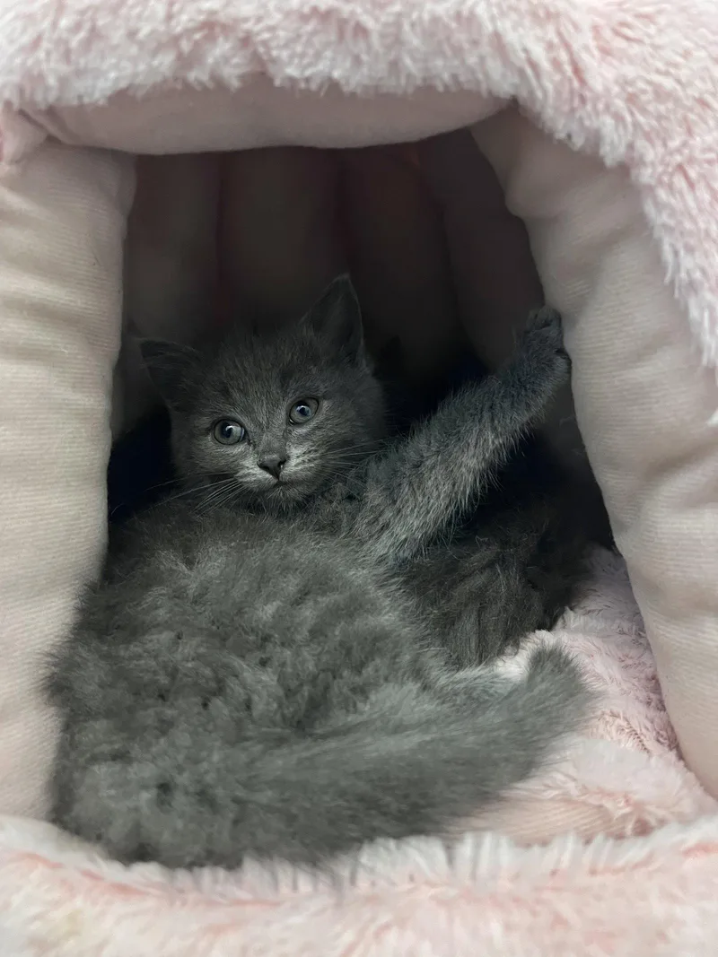 Stella thumbnail 3
