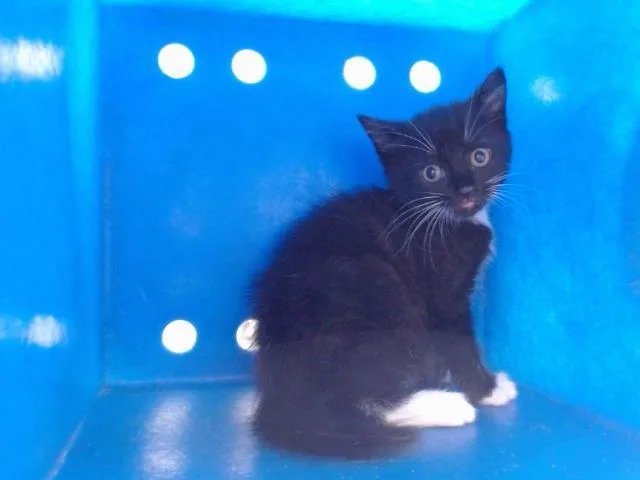 A baby small-sized female Domestic Short Hair cat named Clementine for adoption in Orlando, FL