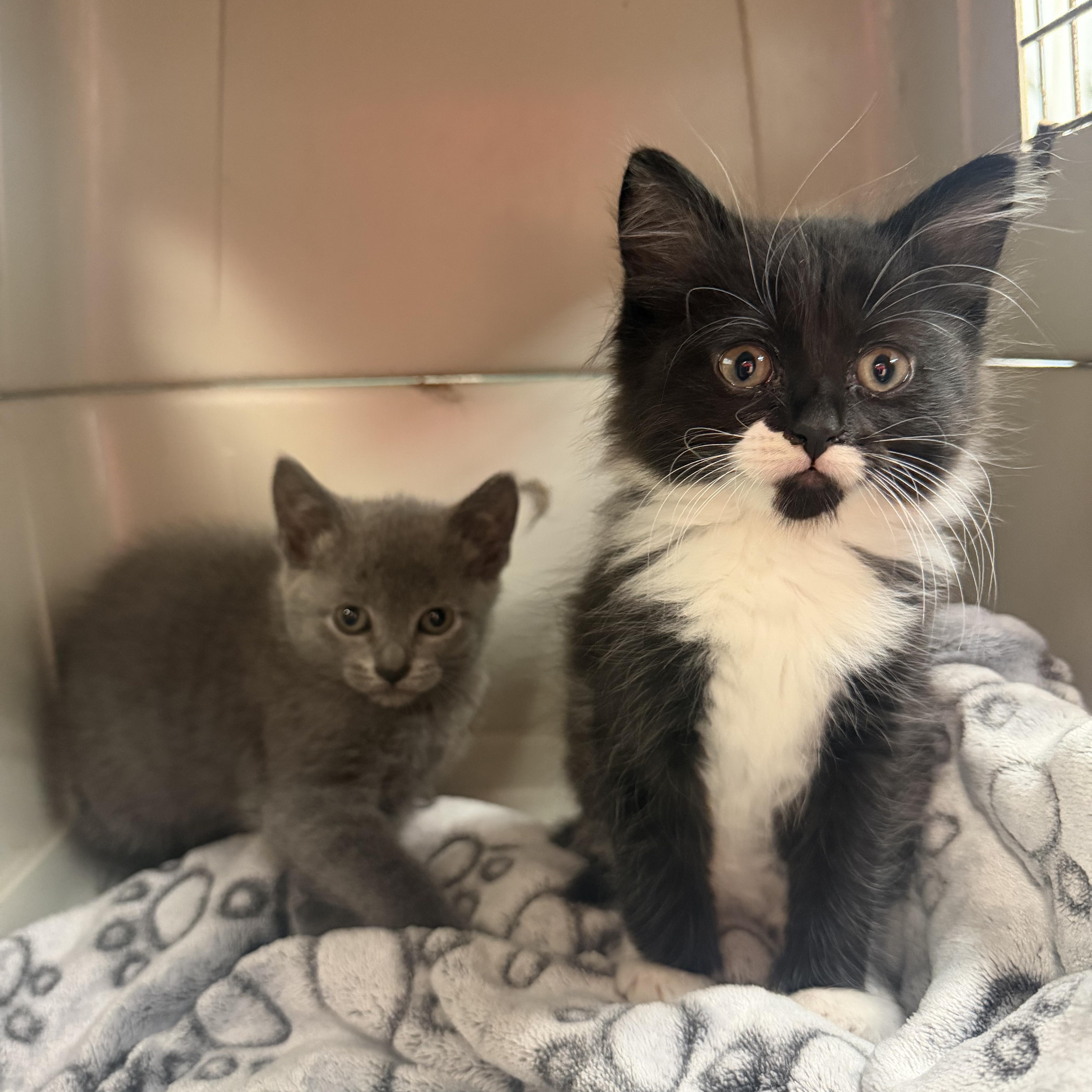 A baby medium-sized female Gray / Blue / Silver Domestic Short Hair cat named Jude for adoption in Hudson, NY