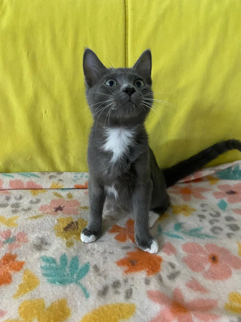 A baby medium-sized male Domestic Short Hair cat named Dillon A. Blue for adoption in Frisco, TX