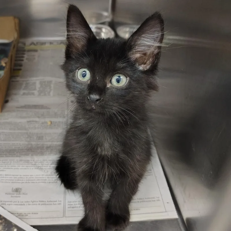 A baby small-sized female Domestic Short Hair cat named Cala for adoption in Vieques, PR