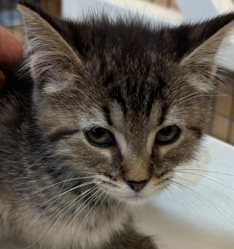 A baby small-sized female Domestic Short Hair cat named Celia for adoption in Elizabethton, TN