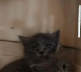 A young small-sized male Domestic Medium Hair cat named Sir Scratchington for adoption in Rome, GA