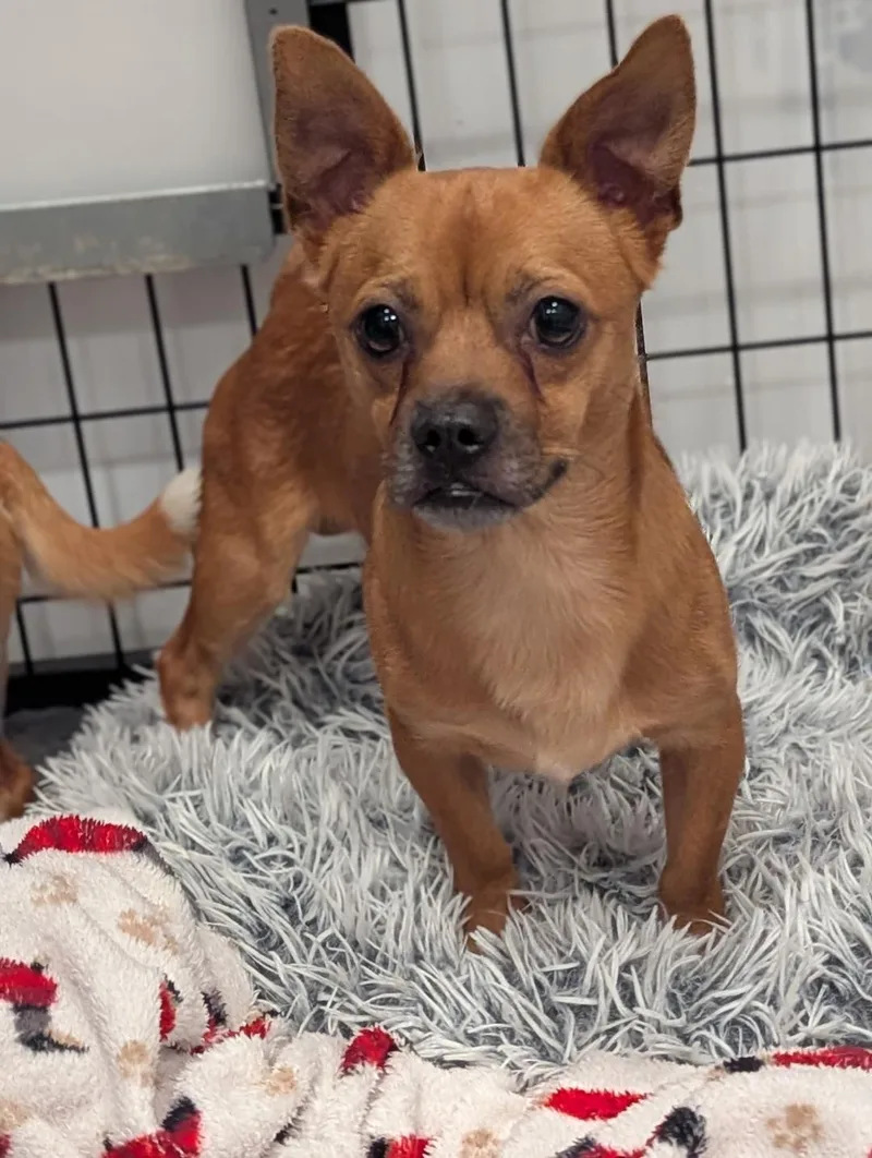 A young small-sized male Chihuahua dog named Bear for adoption in Amity, OR