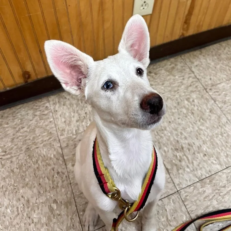 A young medium-sized female White / Cream Cattle Dog dog named Nacli for adoption in Ennis, TX