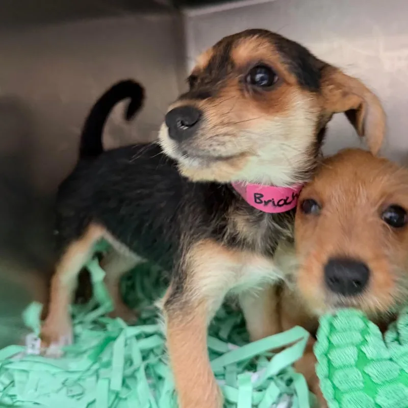 A baby small-sized female Black Chihuahua dog named Brioche for adoption in Lakeland, FL
