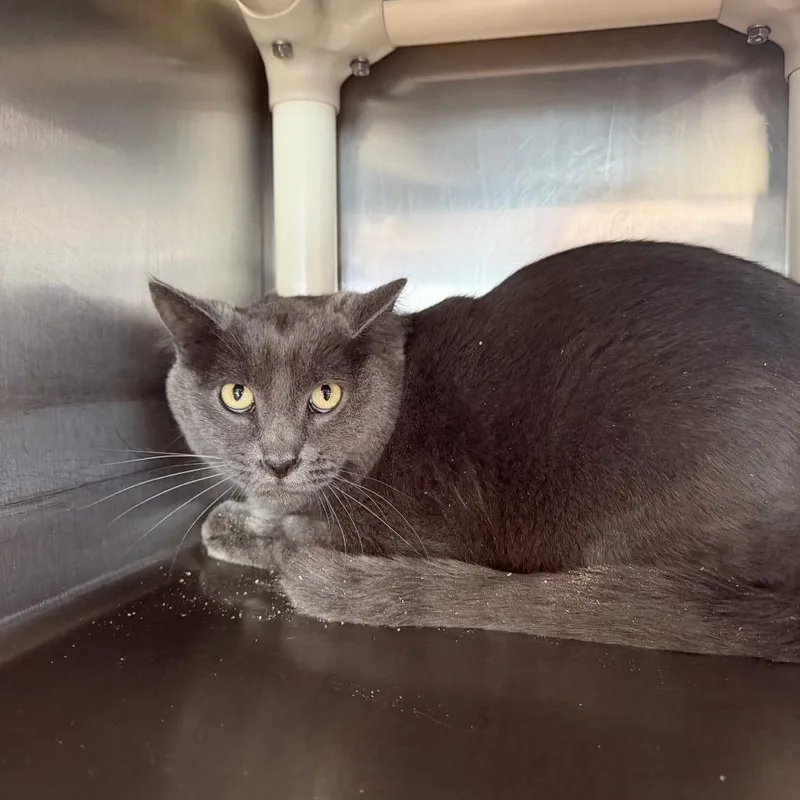 An adult small-sized male Gray / Blue / Silver Domestic Medium Hair cat named Gizmo for adoption in Spanish Fork, UT