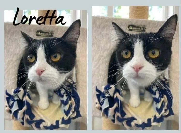 An adult medium-sized female Black & White / Tuxedo Domestic Short Hair cat named Loretta Lynn for adoption in Rochester, IN