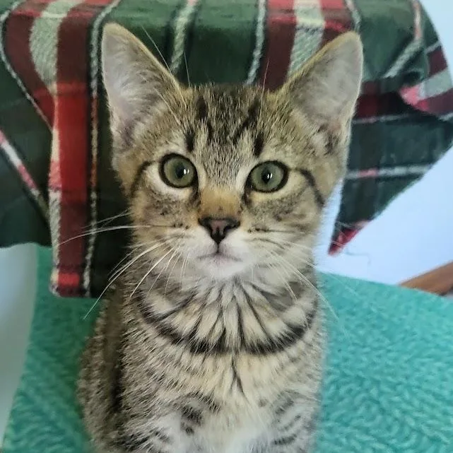 A baby medium-sized male Tabby (Gray / Blue / Silver) Tabby cat named Prosciutto for adoption in Minneapolis, MN