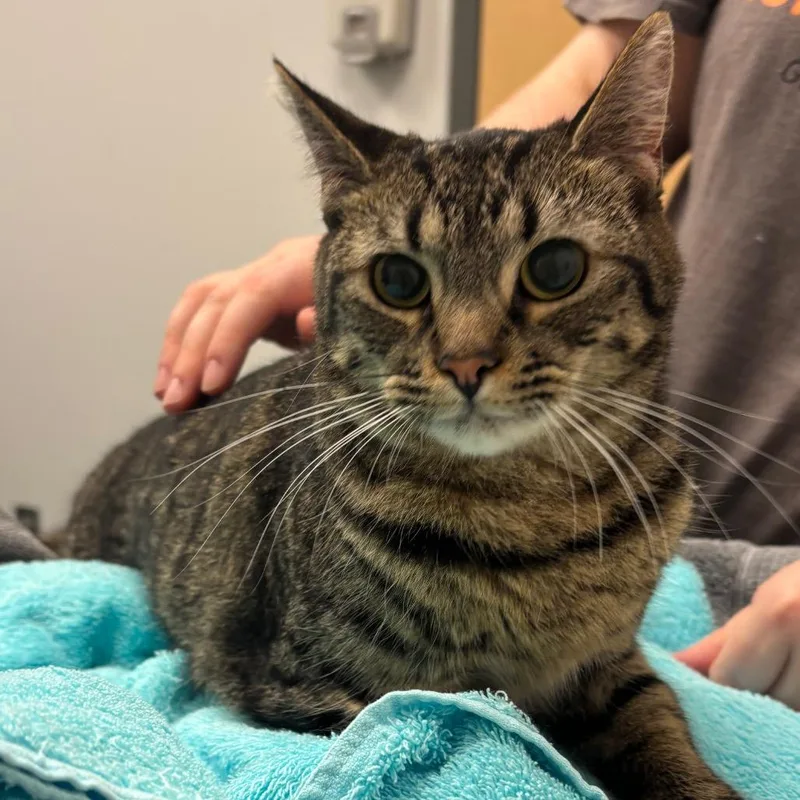 A young medium-sized female Domestic Short Hair cat named Kira for adoption in Jacksonville, FL