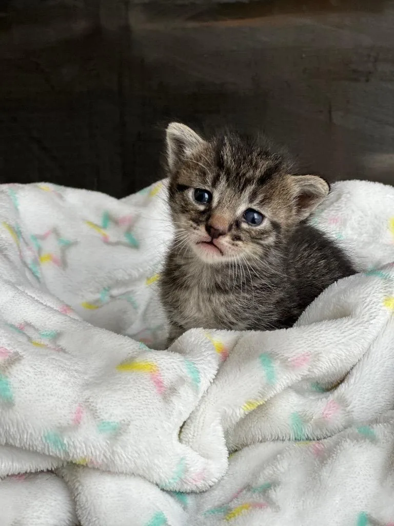 Raisin Bran thumbnail 2