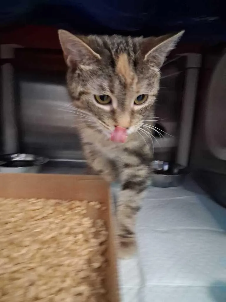 An adult small-sized female Tabby (Brown / Chocolate) Domestic Short Hair cat named La Belle Rebel for adoption in Cincinnati, OH